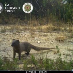 Small grey mongoose